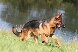 BERGER ALLEMAND 729